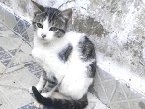 Gato raça SRD-ViraLata idade 2 a 6 meses nome Ainda não tem um nome