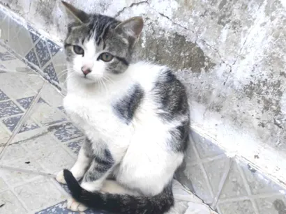 Gato raça SRD-ViraLata idade 2 a 6 meses nome Ainda não tem um nome