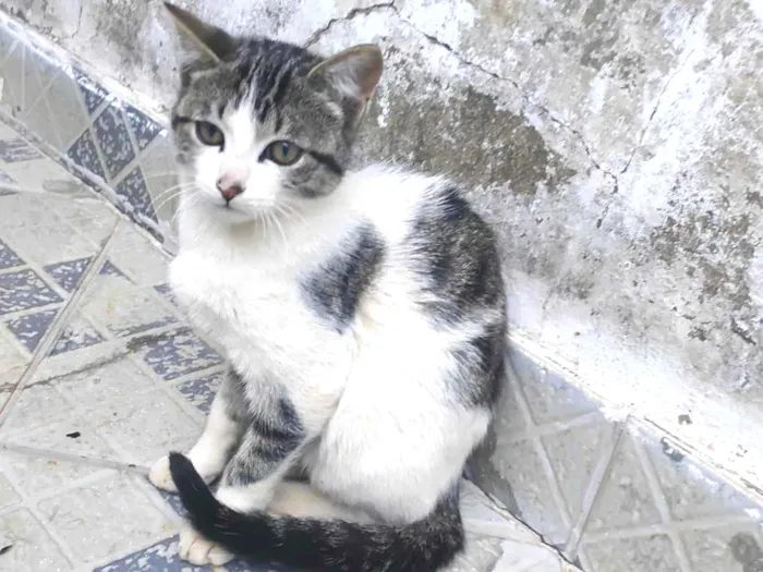 Gato ra a SRD-ViraLata idade 2 a 6 meses nome Ainda não tem um nome