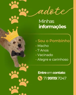 Cachorro raça SRD-ViraLata idade 6 ou mais anos nome Pombinho