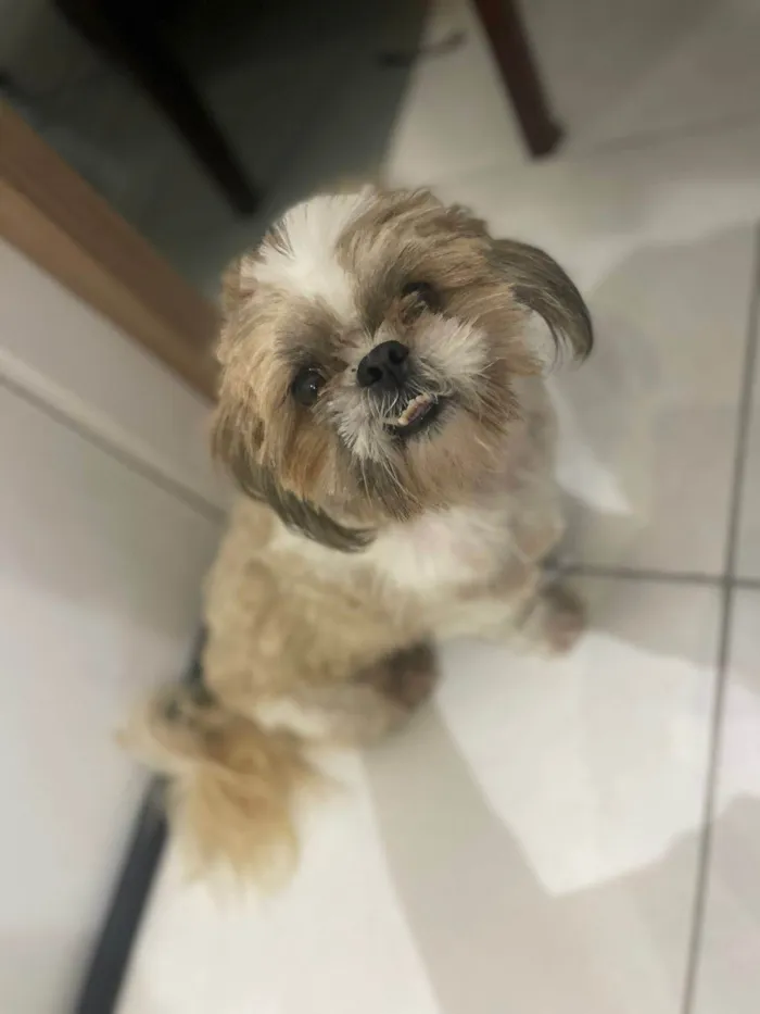 Cachorro ra a Shitzu idade 3 anos nome Lucky