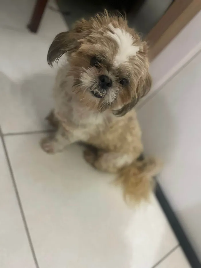Cachorro ra a Shitzu idade 3 anos nome Lucky