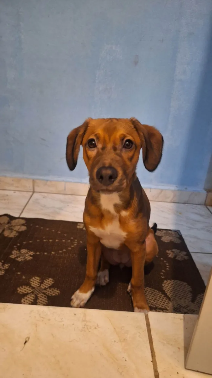 Cachorro ra a SRD-ViraLata idade 2 a 6 meses nome Lola