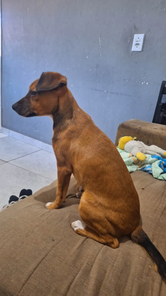 Cachorro ra a SRD-ViraLata idade 2 a 6 meses nome Lola