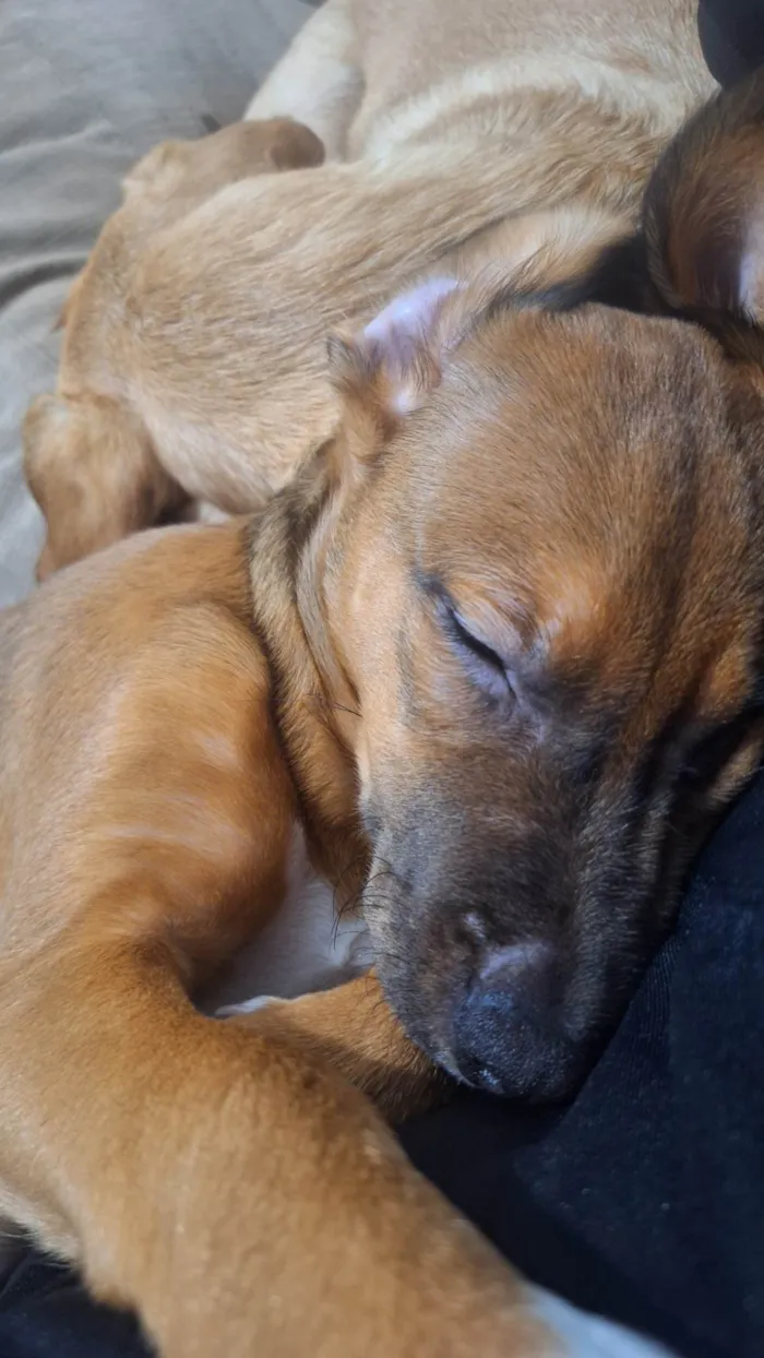 Cachorro ra a SRD-ViraLata idade 2 a 6 meses nome Lola
