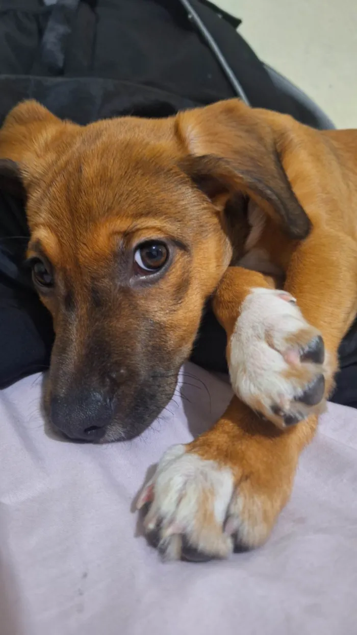 Cachorro ra a SRD-ViraLata idade 2 a 6 meses nome Lola