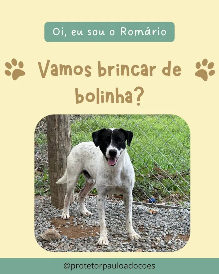Cachorro ra a SRD-ViraLata idade 3 anos nome Romário