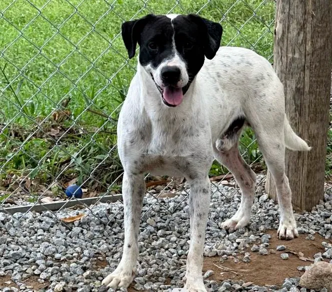 Cachorro ra a SRD-ViraLata idade 3 anos nome Romário