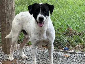 Cachorro raça SRD-ViraLata idade 3 anos nome Romário