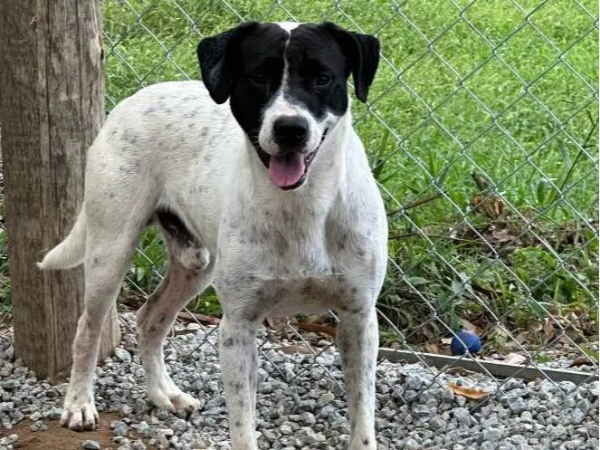 Cachorro ra a SRD-ViraLata idade 3 anos nome Romário