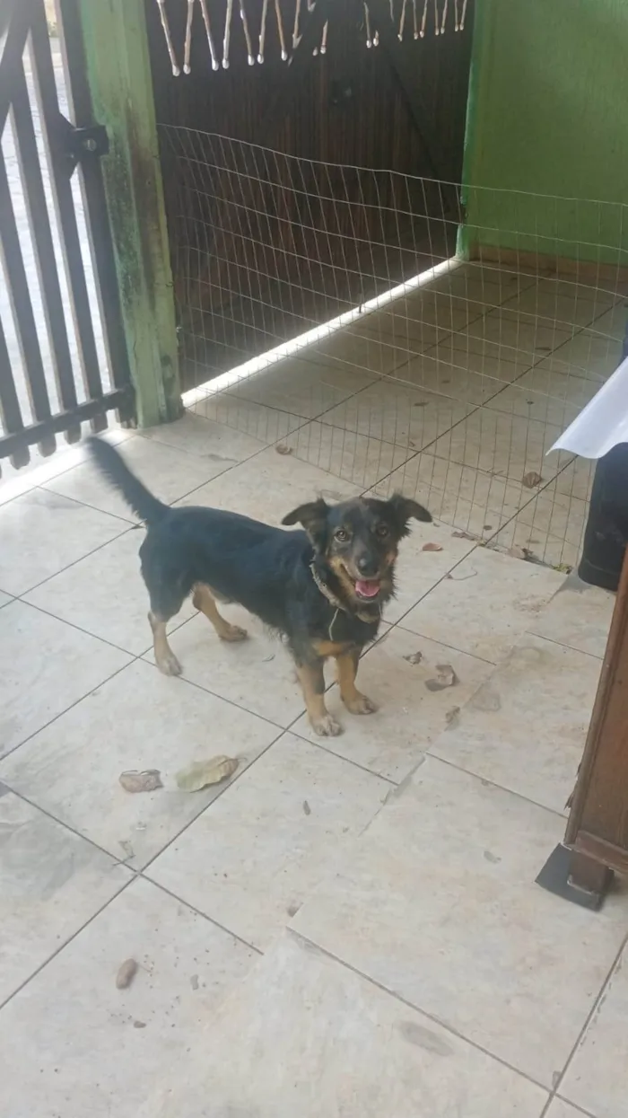 Cachorro ra a SRD-ViraLata idade 3 anos nome Apollo 