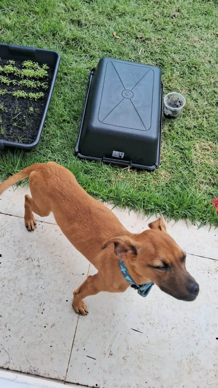 Cachorro ra a SRD-ViraLata idade 2 a 6 meses nome Scob