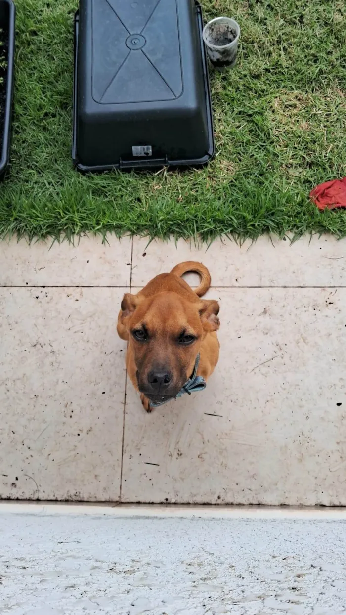 Cachorro ra a SRD-ViraLata idade 2 a 6 meses nome Scob