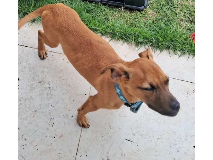 Cachorro ra a SRD-ViraLata idade 2 a 6 meses nome Scob