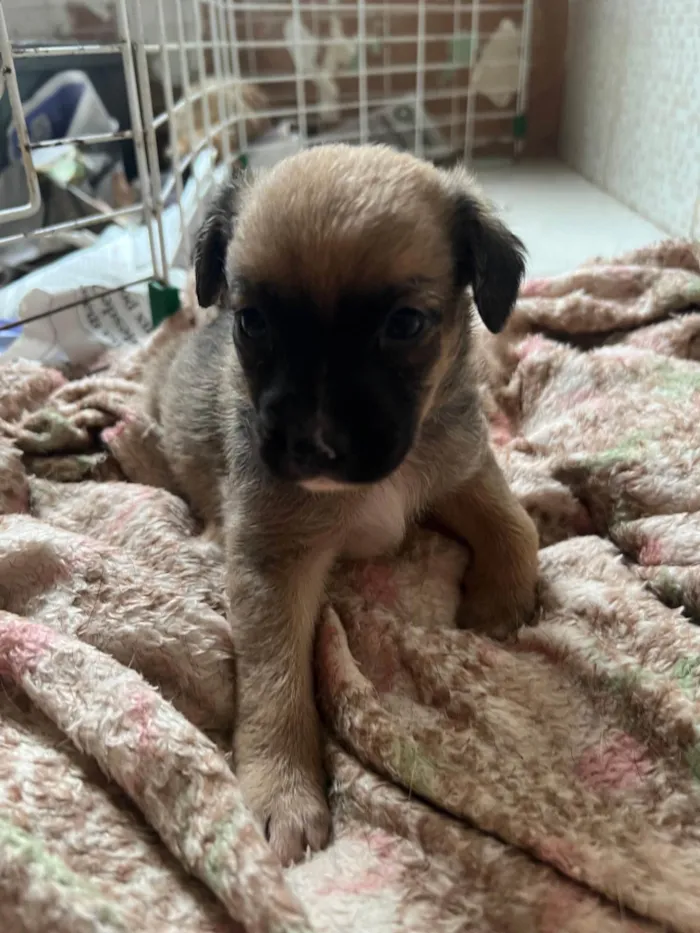 Cachorro ra a SRD-ViraLata idade 2 a 6 meses nome Filhotes2