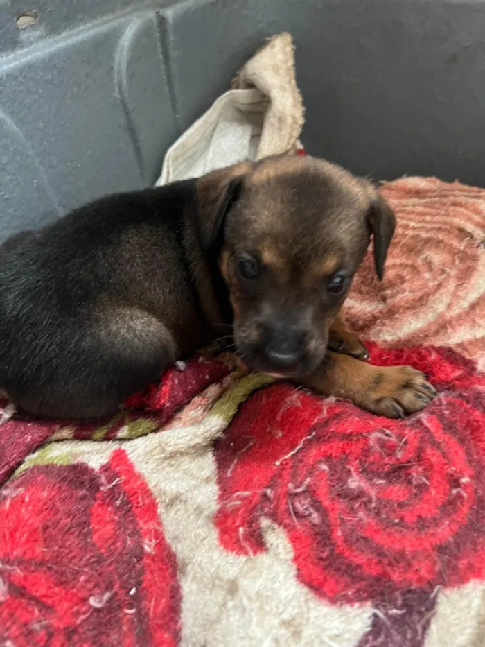 Cachorro ra a SRD-ViraLata idade 2 a 6 meses nome Filhotes2