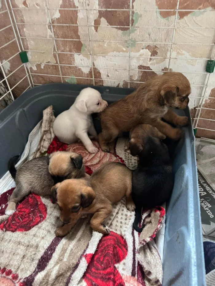 Cachorro ra a SRD-ViraLata idade 2 a 6 meses nome Filhotes2