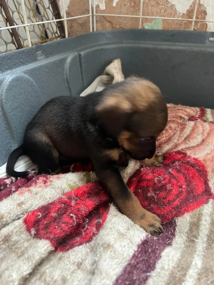 Cachorro ra a SRD-ViraLata idade 2 a 6 meses nome Filhotes2