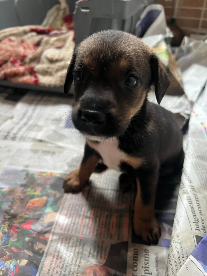 Cachorro ra a SRD-ViraLata idade 2 a 6 meses nome Filhotes2