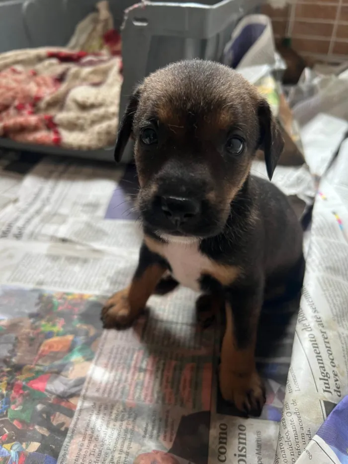 Cachorro ra a SRD-ViraLata idade 2 a 6 meses nome Filhotes2