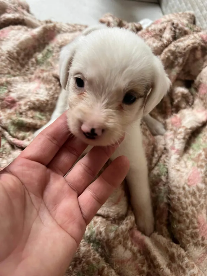 Cachorro ra a SRD-ViraLata idade 2 a 6 meses nome Filhotes2