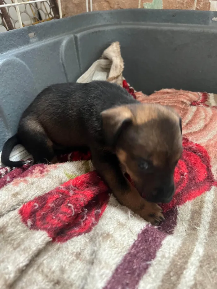 Cachorro ra a SRD-ViraLata idade 2 a 6 meses nome Filhotes2