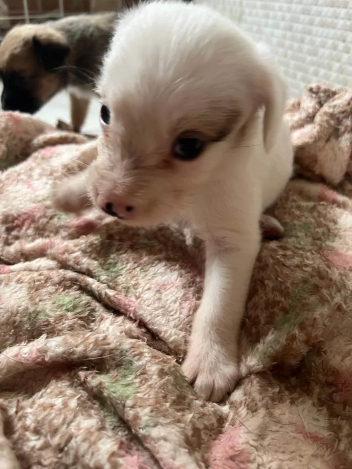 Cachorro ra a SRD-ViraLata idade 2 a 6 meses nome Filhotes2