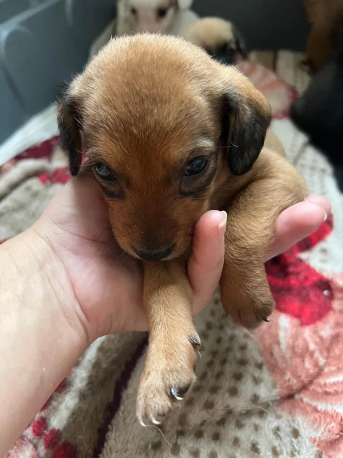 Cachorro ra a SRD-ViraLata idade 2 a 6 meses nome Filhotes2