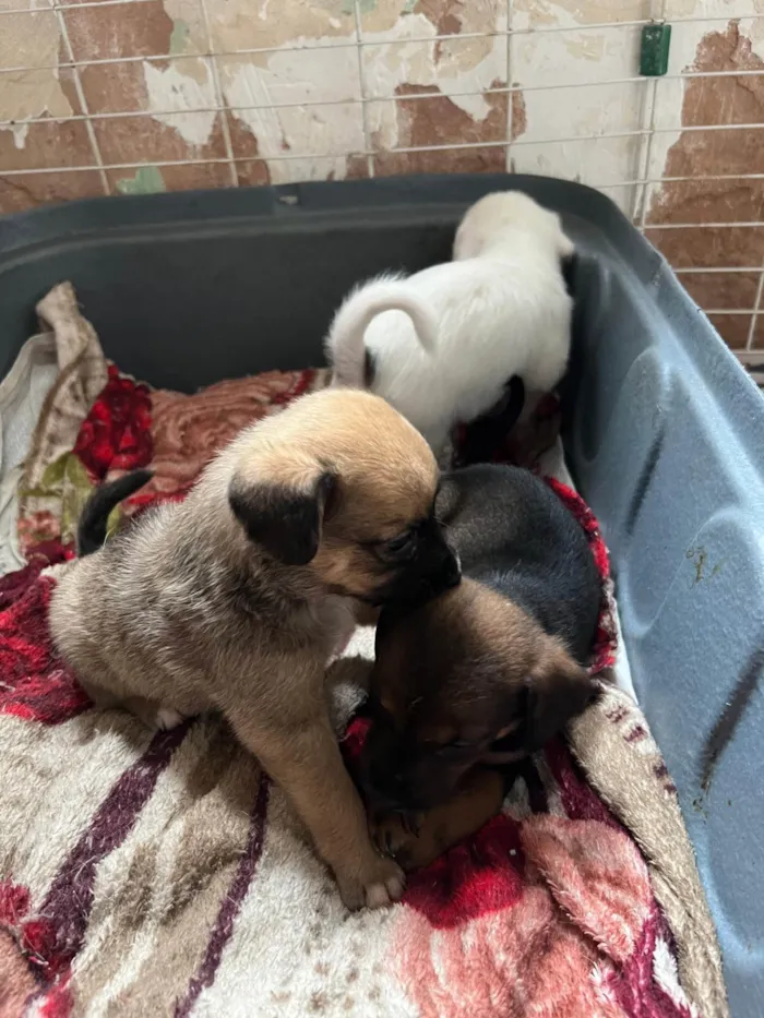 Cachorro ra a SRD-ViraLata idade 2 a 6 meses nome Filhotes2