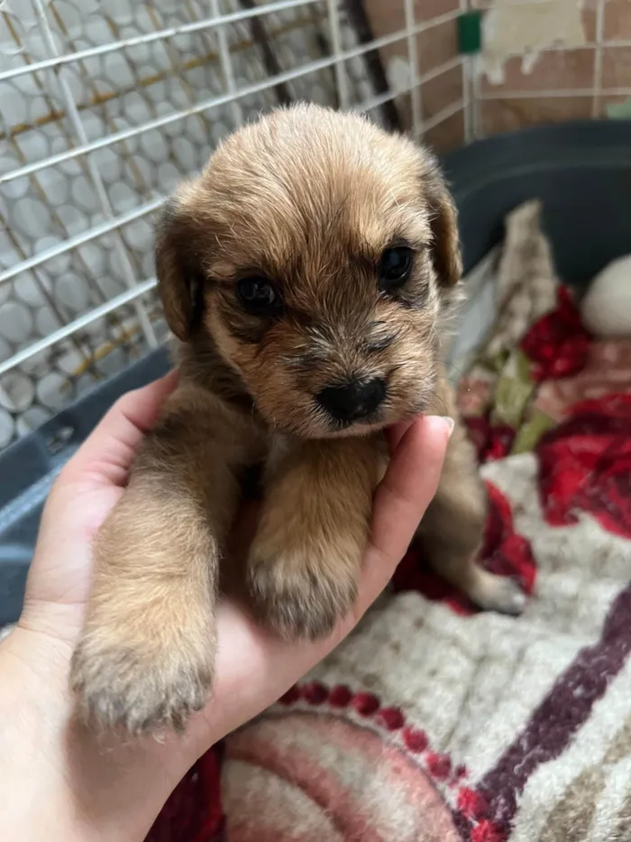Cachorro ra a SRD-ViraLata idade 2 a 6 meses nome Filhotes2