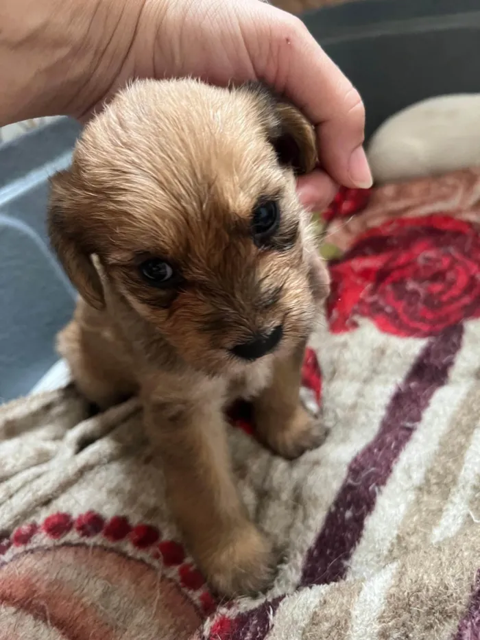 Cachorro ra a SRD-ViraLata idade 2 a 6 meses nome Filhotes2