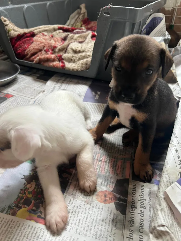 Cachorro ra a SRD-ViraLata idade 2 a 6 meses nome Filhotes2
