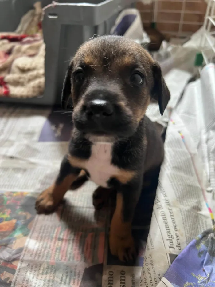 Cachorro ra a SRD-ViraLata idade 2 a 6 meses nome Filhotes2