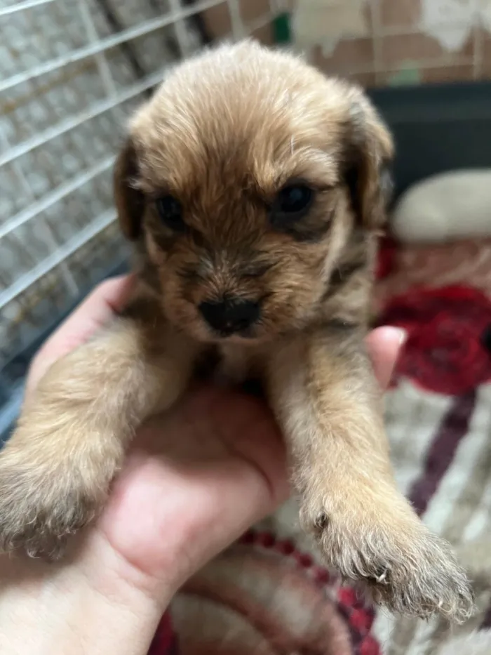 Cachorro ra a SRD-ViraLata idade 2 a 6 meses nome Filhotes2