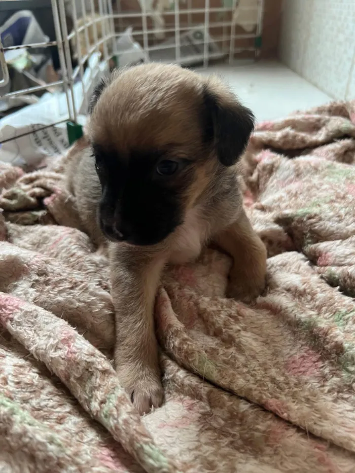 Cachorro ra a SRD-ViraLata idade 2 a 6 meses nome Filhotes2