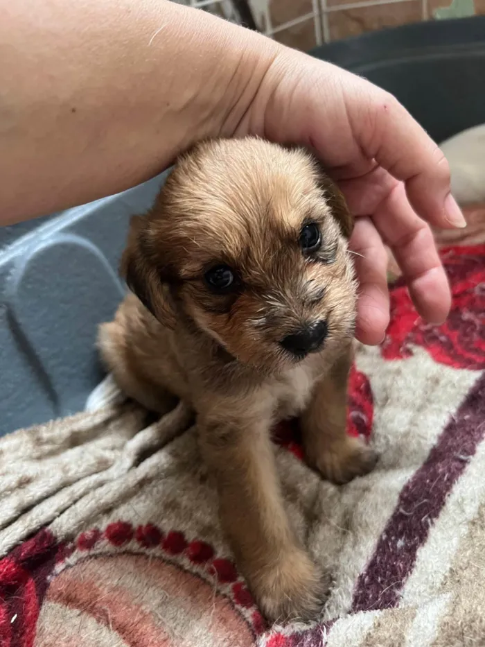 Cachorro ra a SRD-ViraLata idade 2 a 6 meses nome Filhotes2
