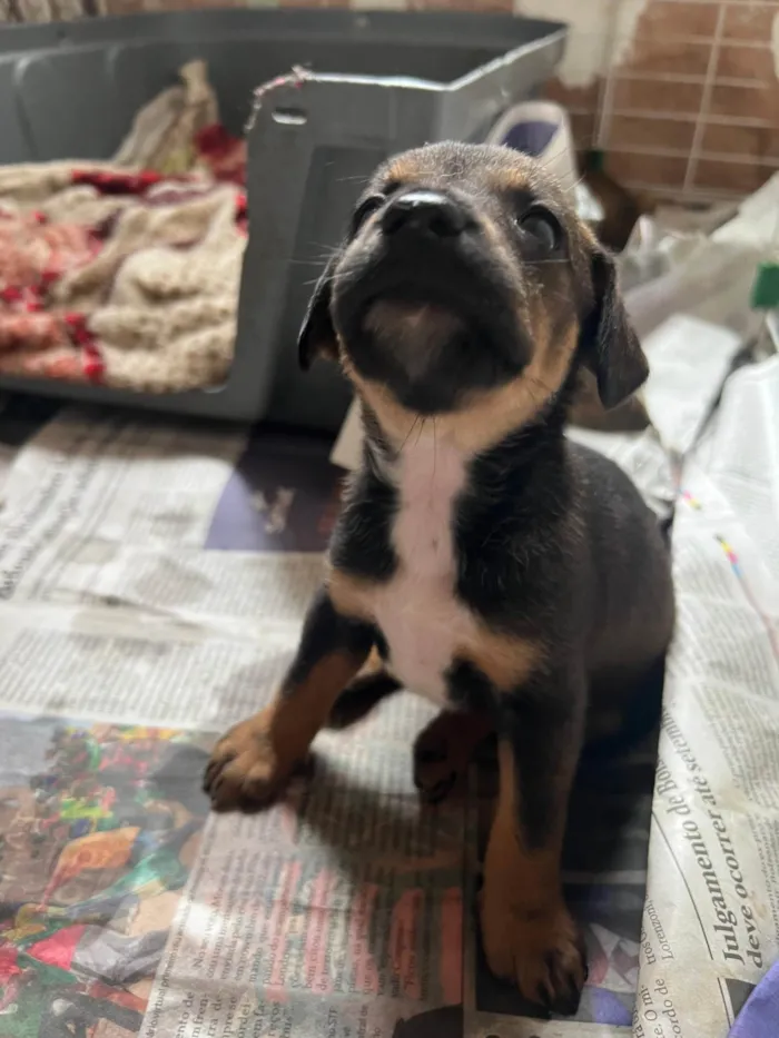 Cachorro ra a SRD-ViraLata idade 2 a 6 meses nome Filhotes2