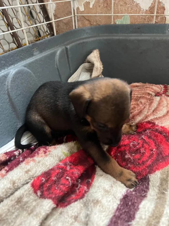 Cachorro ra a SRD-ViraLata idade 2 a 6 meses nome Filhotes2