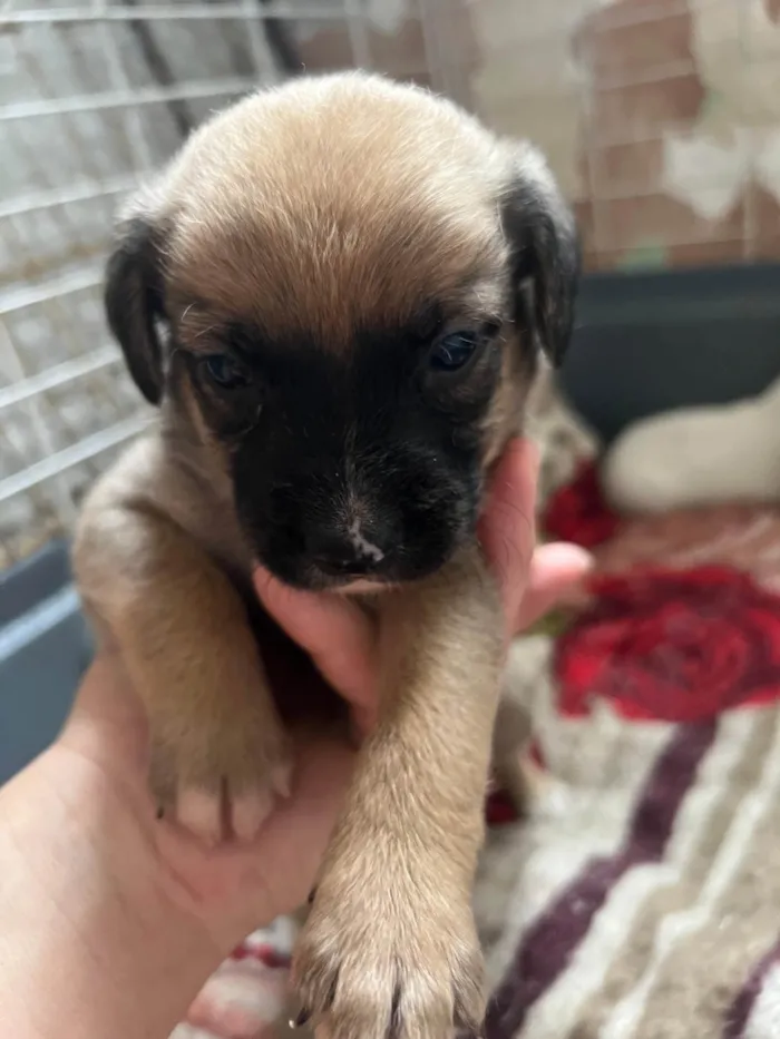 Cachorro ra a SRD-ViraLata idade 2 a 6 meses nome Filhotes2