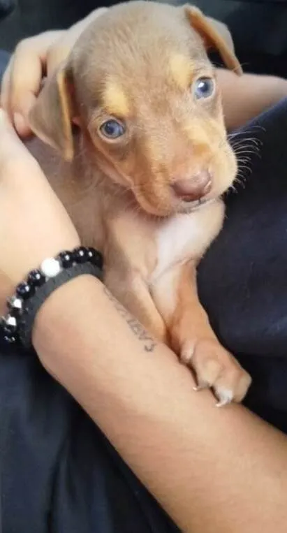 Cachorro ra a SRD-ViraLata idade 2 a 6 meses nome Sem nome 