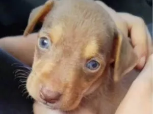 Cachorro raça SRD-ViraLata idade 2 a 6 meses nome Sem nome 