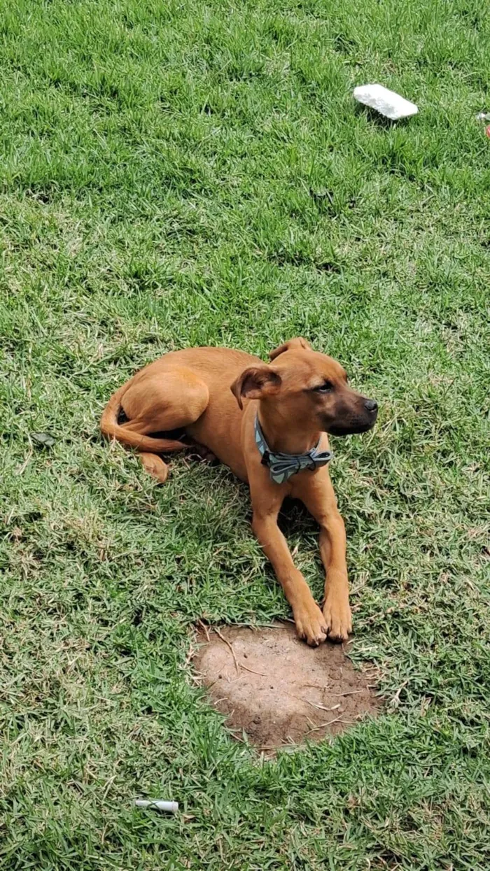 Cachorro ra a SRD-ViraLata idade 2 a 6 meses nome Scob