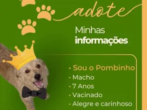 Cachorro raça SRD-ViraLata idade 6 ou mais anos nome Pombinho