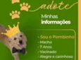 Pombinho