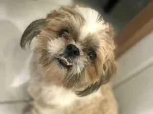 Cachorro raça Shitzu idade 3 anos nome Lucky