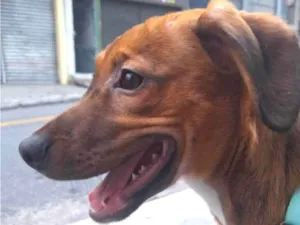 Cachorro raça SRD-ViraLata idade 2 a 6 meses nome Lola