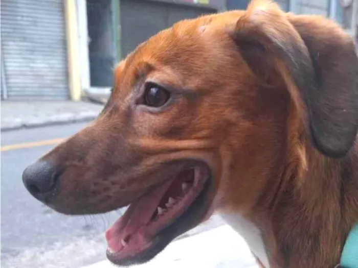 Cachorro ra a SRD-ViraLata idade 2 a 6 meses nome Lola