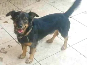 Cachorro raça SRD-ViraLata idade 3 anos nome Apollo 