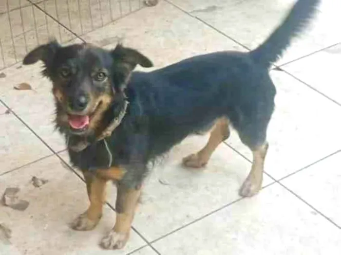 Cachorro ra a SRD-ViraLata idade 3 anos nome Apollo 