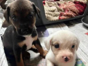 Cachorro raça SRD-ViraLata idade 2 a 6 meses nome Filhotes2